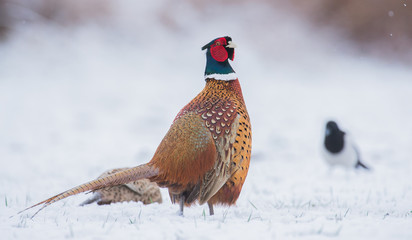 pheasant