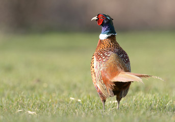 pheasant