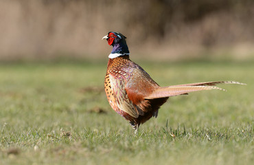 pheasant