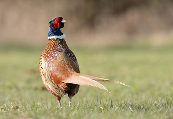 pheasant