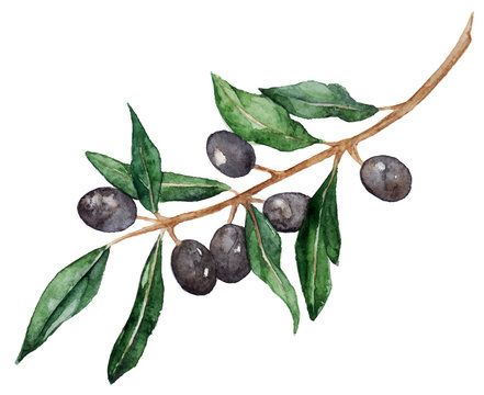 Olive branch with olives