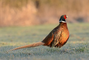 pheasant