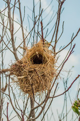 Ricebird's nest in nature.