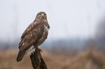 Common buzzard