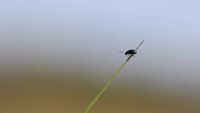 K&auml;fer