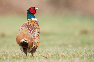 Ringneck Pheasant (Phasianus colchicus)