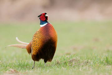 Naklejka premium Ringneck Pheasant (Phasianus colchicus)