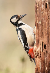 woodpecker