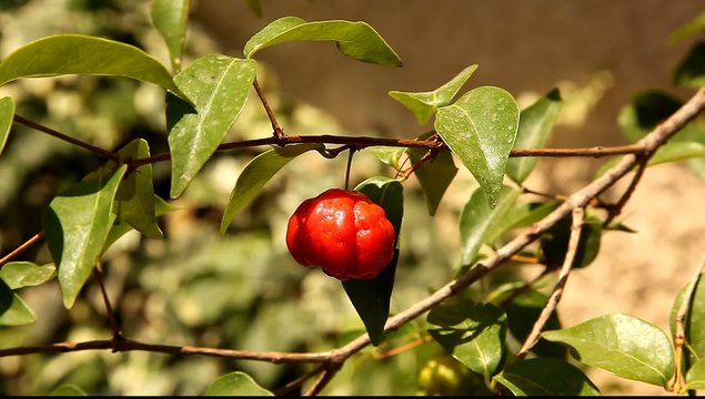 Pitanga The Surinam Cherry, Brazilian Cherry, Cayenne Cherry, Eugenia uniflora 