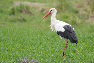 Stork (Ciconia ciconia)