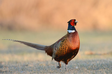 pheasant