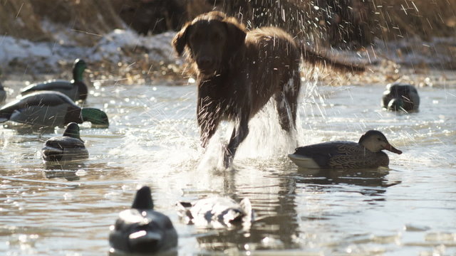 Labrador retriever fetches a dead duck from an icy pond