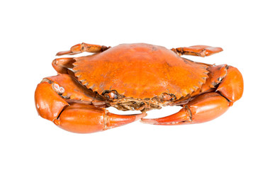 stream crab