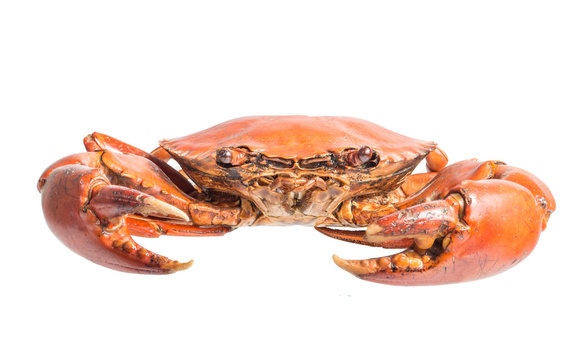 streamed crab isolated on white