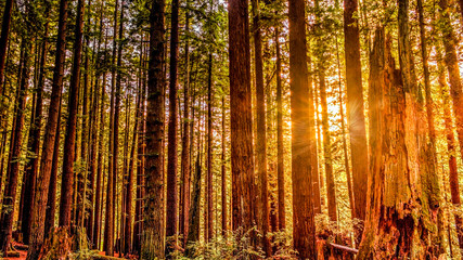 Redwood Sun - obrazy, fototapety, plakaty