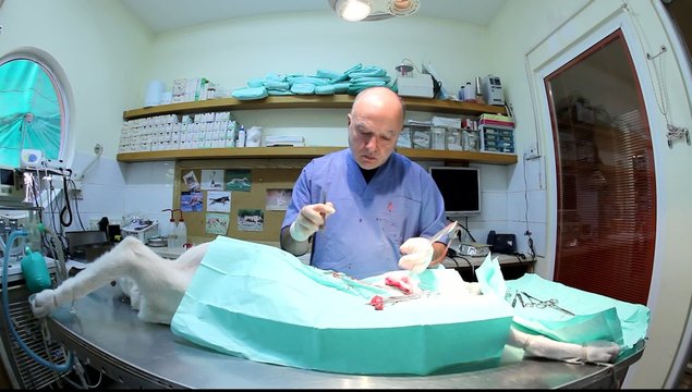Dog being neutered by vet - operating room, surgery