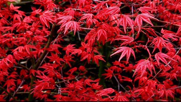 Red tree Ruben, Acer Palmatum