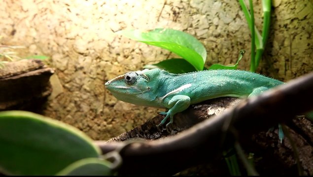 Anoles lizard on tree