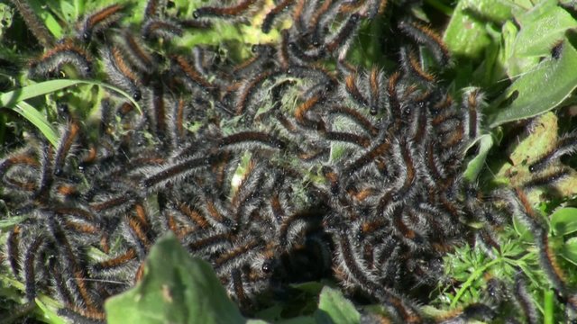 Woolly Bear caterpillars - Ocnogyna loewii 