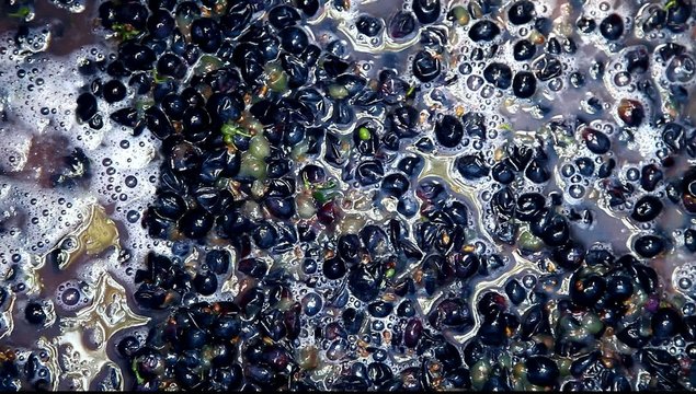 Crashing grapes and making wine