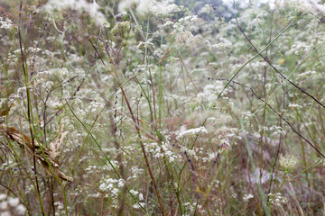 background of autumn wildflowers