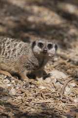 meerkat in the forest