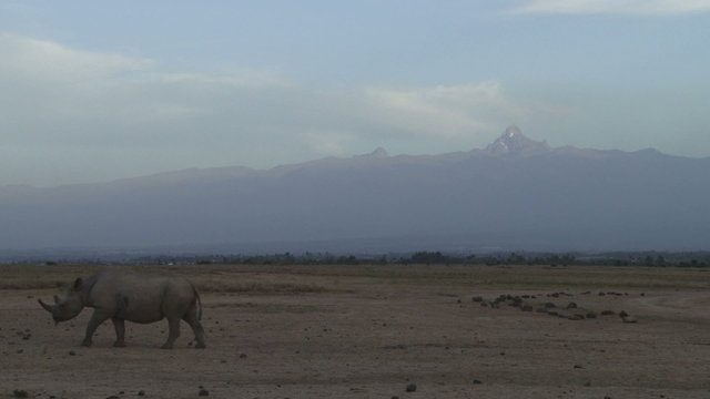 A black rhino with the mt Kenya in the background