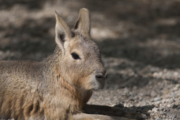 Naklejka na ściany i meble mara hare of Patagonia