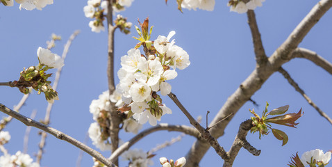 cherry branch and flowers