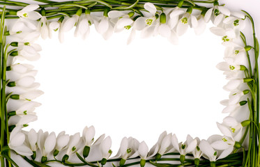 Frame from flowers of snowdrops on a white background