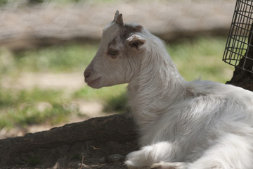 Naklejka na ściany i meble goat in the farm
