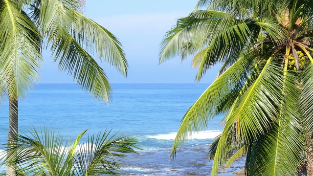 beautiful blue sea landscape with palm leaves on foreground
