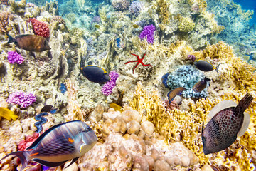 Fototapeta premium Underwater world with corals and tropical fish.