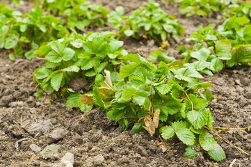 Bush of strawberries. Close-Up.
