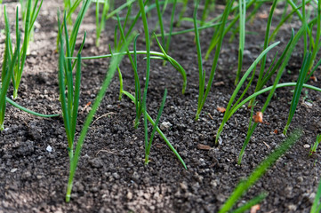 Seedlings