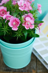 Spring pink flower in mint flower pot on wooden table