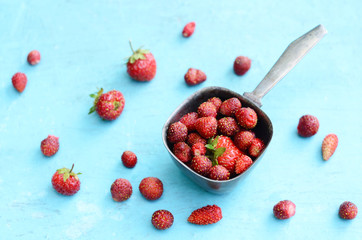 Wild strawberry in metal scoop on blue background