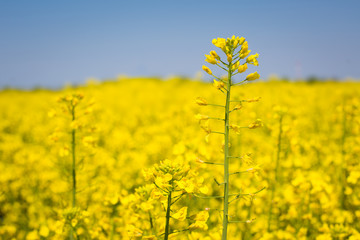 Rapeseed field