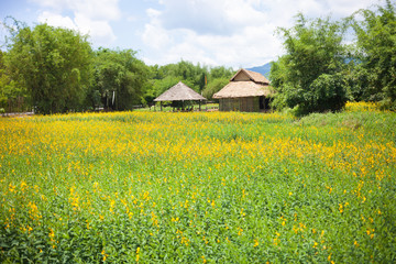 Beautiful yellow Sunnhemp flowers