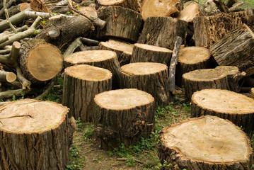 Pile of stumps