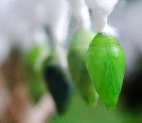 Green nymph butterfly macro