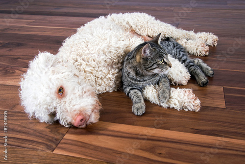"Hund und Katze kuscheln" Stockfotos und lizenzfreie Bilder auf Fotolia