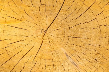 Background of sliced tree trunk