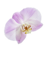  Flower orchids