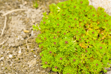 Yellow Mountain Saxifrage (Saxifraga aizoides)