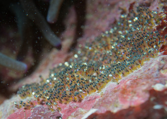 Clown fish eggs on rocks macro detail