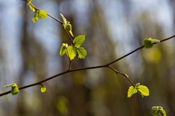 Springtime tree branch with first green leaves
