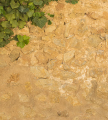 Ivy on a rustic stonewall - background