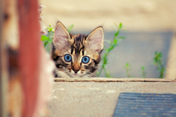 Cute kitten in the yard