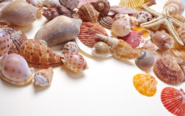 nice shells